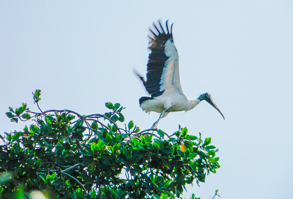 aves_ixtapa_.jpg