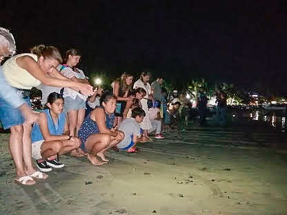 liberacion-tortugas-zihuatanejo-.jpg