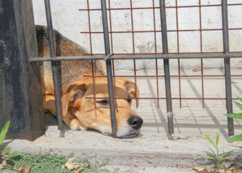 dogs locked up victims of animal abuse and abuse