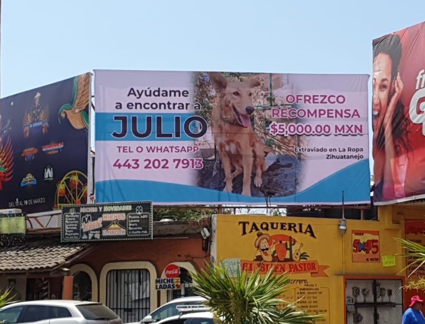 perro-julio-extraviado-zihuatanejo.jpg