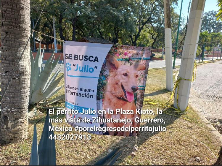 perro-julio-extraviado-zihuatanejo.jpg