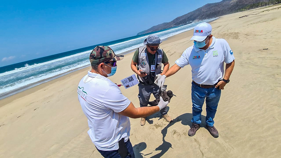 mortanda_aves_zihuatanejo_playa_blanca_.jpg