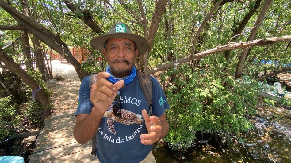 tortuga-carey-isla-de-ixtapa.jpg