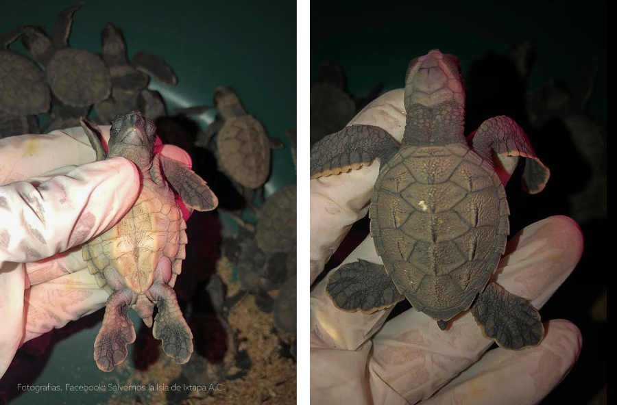 tortuga-carey-isla-de-ixtapa.jpg