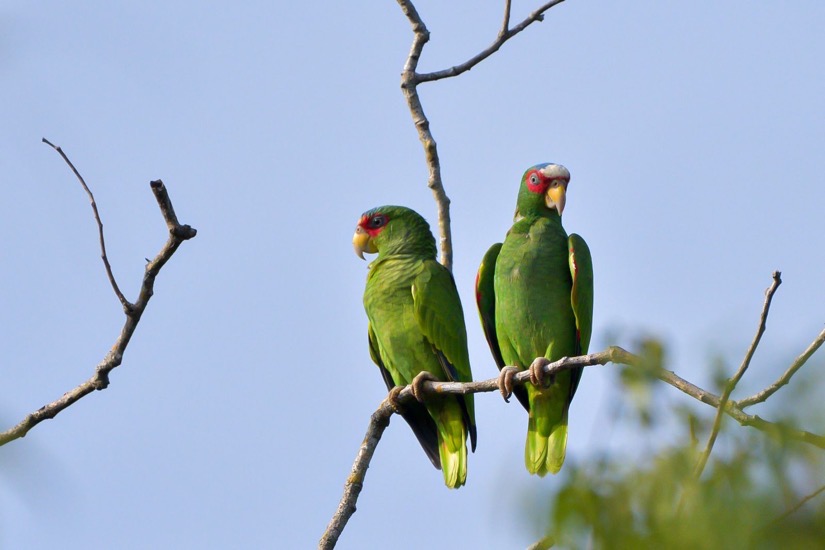 curso-avistamiento-aves-ixtapa-zihuatanejo-hoteles-azul-.jpeg curso-avistamiento-aves-ixtapa-zihuatanejo-hoteles-azul-.jpeg