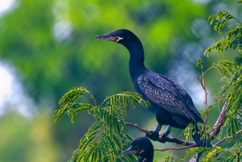 curso-avistamiento-aves-ixtapa-zihuatanejo-hoteles-azul-.jpeg curso-avistamiento-aves-ixtapa-zihuatanejo-hoteles-azul-.jpeg