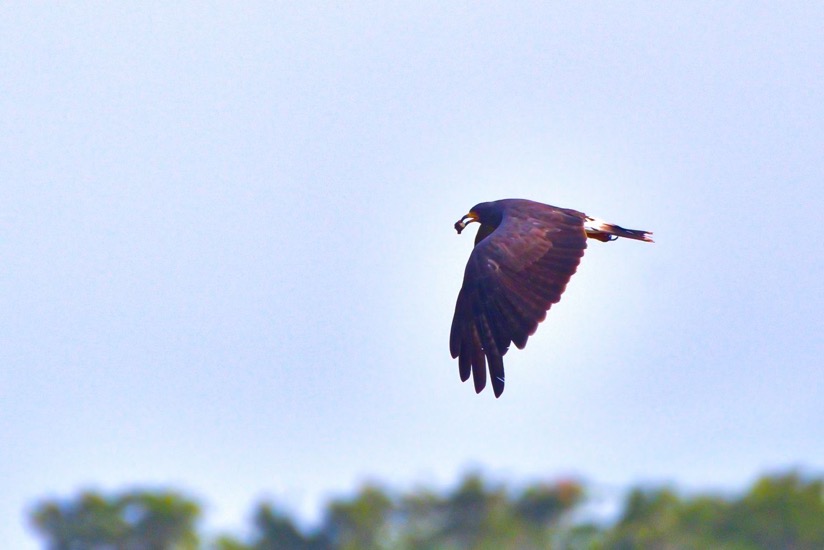 curso-avistamiento-aves-ixtapa-zihuatanejo-hoteles-azul-.jpeg curso-avistamiento-aves-ixtapa-zihuatanejo-hoteles-azul-.jpeg