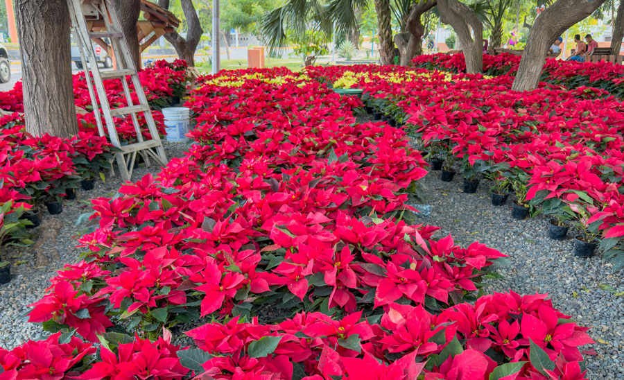 flor-noche-buena-plaza-kioto-zihuatanejo-2025.jpg flor-noche-buena-plaza-kioto-zihuatanejo-2025.jpg