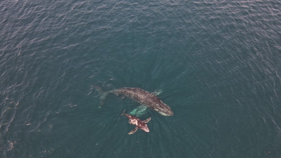 presencia-ballenas-zihuatanejo-2025.jpg presencia-ballenas-zihuatanejo-2025.jpg