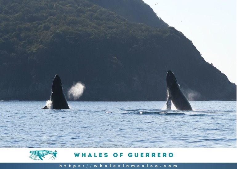 ballenas-de-guerrero-ixtapa-zihuatanejo.jpg Ballenas de Guerrero 2026