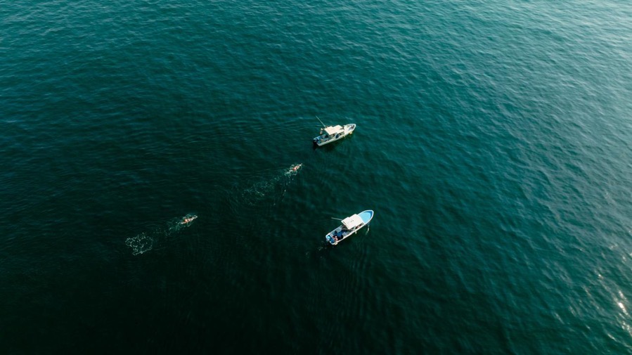 Brazada-por-las-Ballenas-2026-ixtapa-zihuatanejo.jpeg