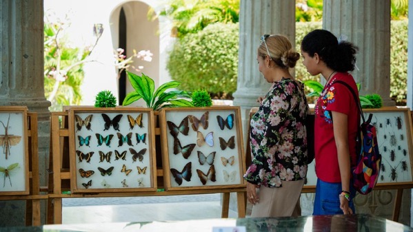 Exposicion-insectos-reptiles-el-partenon-zihuatanejo-2026-04.jpeg