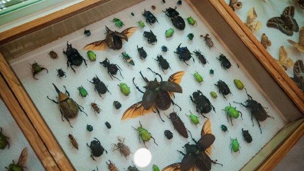 Exposicion-insectos-reptiles-el-partenon-zihuatanejo-2026-04.jpeg