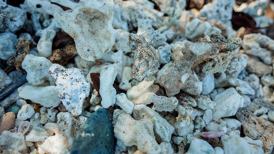 cuidado-ecositema-playas-semana-santa-zihuatanejo-2026.jpeg cuidado-ecositema-playas-semana-santa-zihuatanejo-2026.jpeg