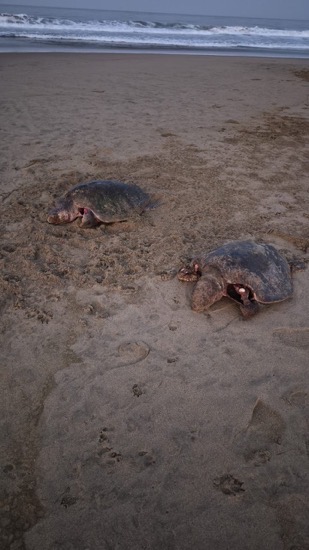 tortugas-playa-blanca-zihuatanejo-2026