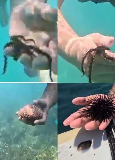 manipulacion-isla_de-ixtapa-especies-.jpg