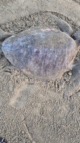 tortugas-playa-blanca-zihuatanejo-2026.jpeg