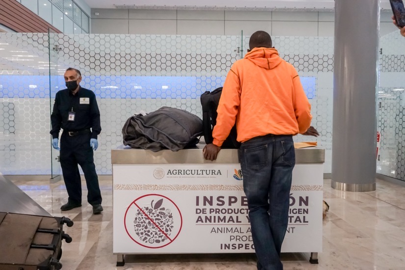 inspeccion-senasica-gob-fed-2026-.jpg