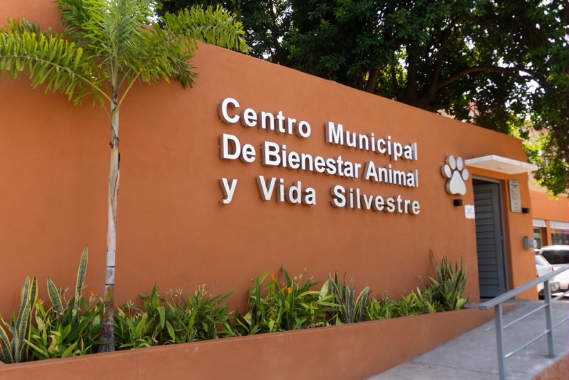 campania-estirilizacion-perros-gatos-zih-dia-mundial-perros-2026.jpeg campania-estirilizacion-perros-gatos-zih-dia-mundial-perros-2026.jpeg