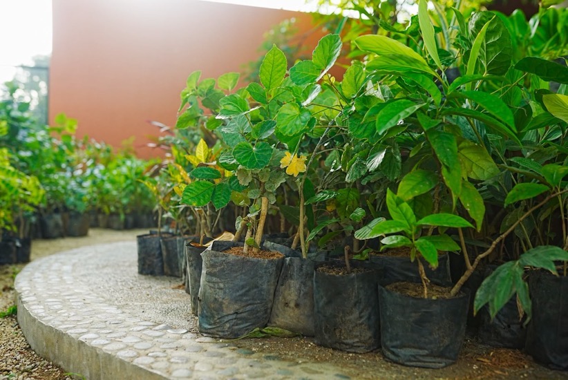 campania-refiorestacion-dia-del-arbol-2026.jpeg