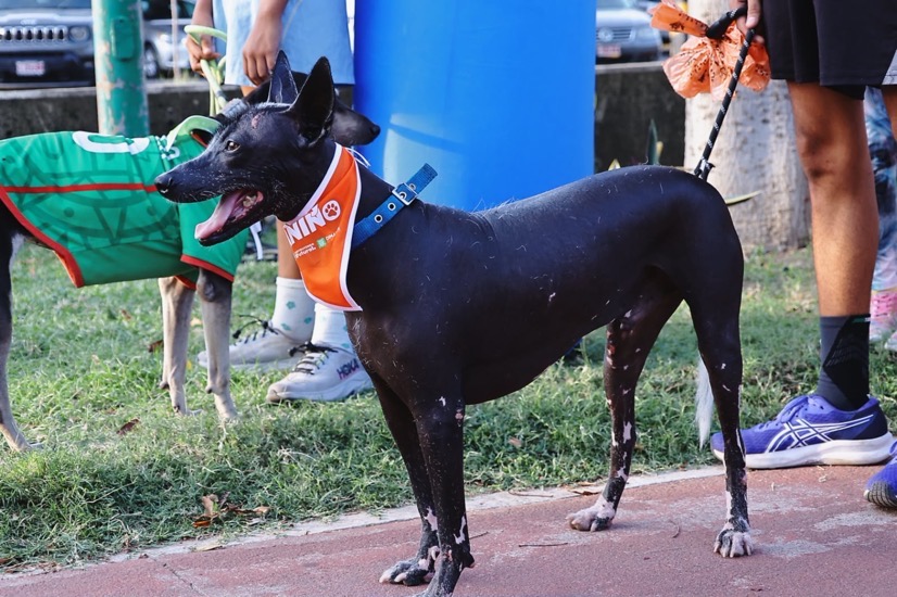 Rally-canino-verano-kids-zihuatanejo-2026-gob-zih.jpeg