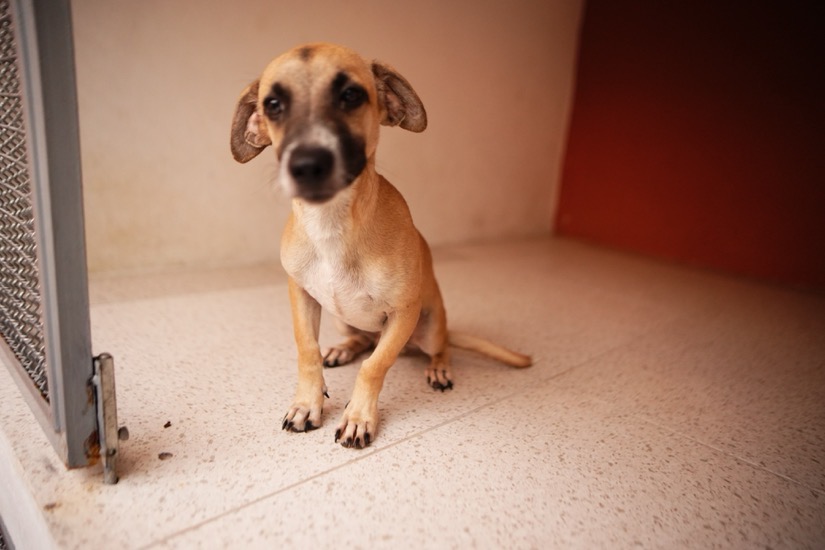 cuidado-mascotas-centro-bienestar-animal-zihuatanejo-2026-.jpeg cuidado-mascotas-centro-bienestar-animal-zihuatanejo-2026-.jpeg